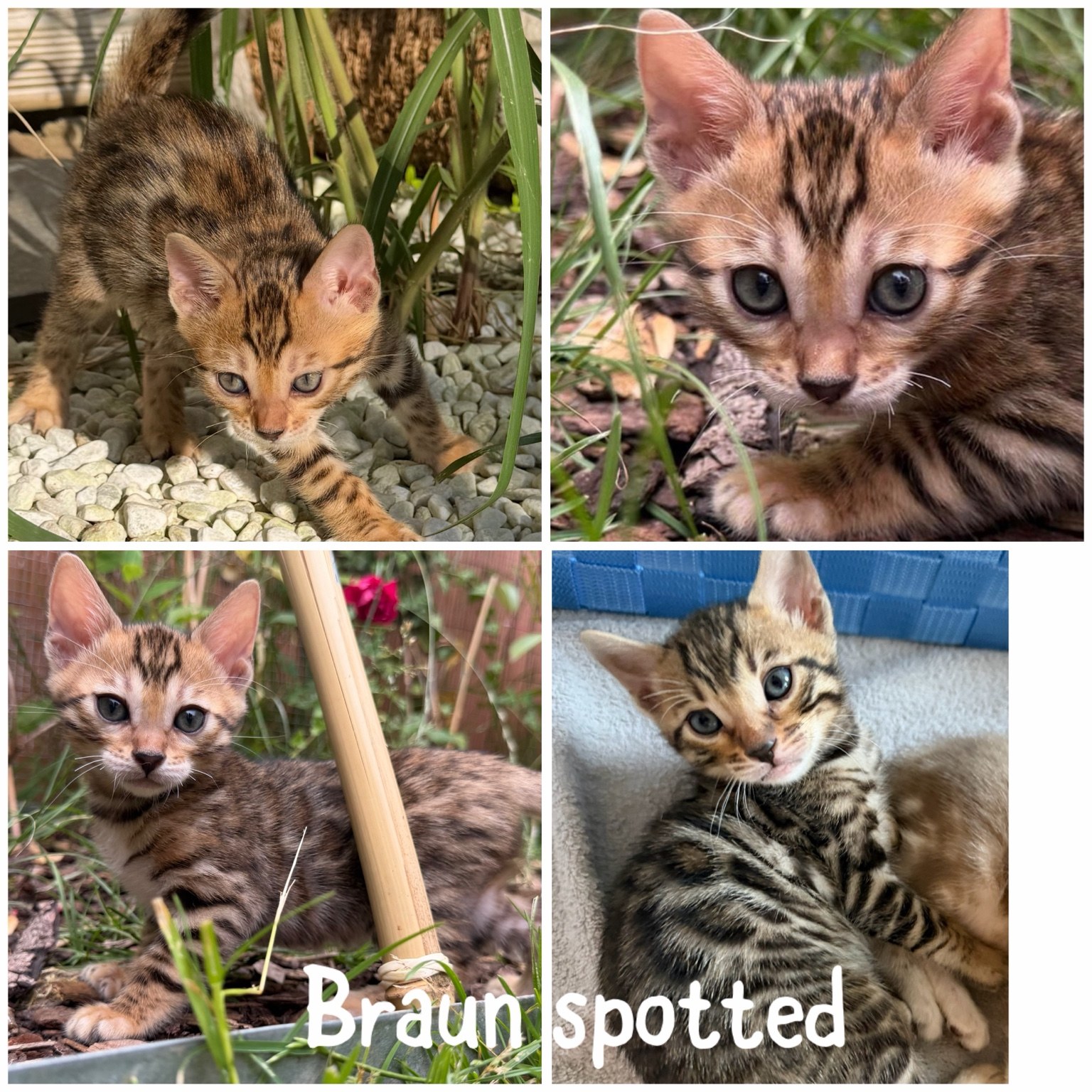 Brown Spotted