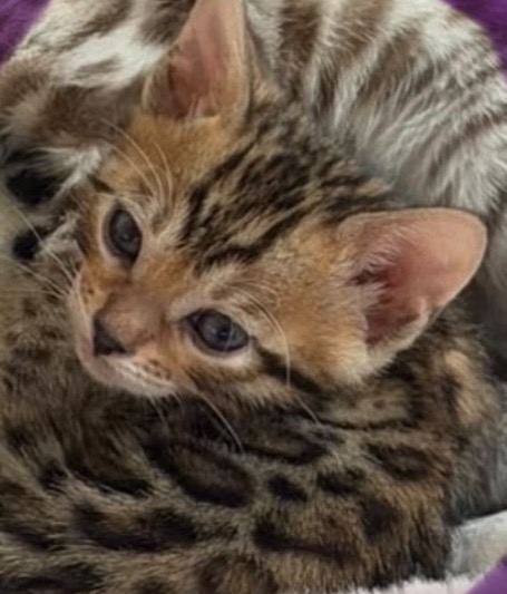 Nikita