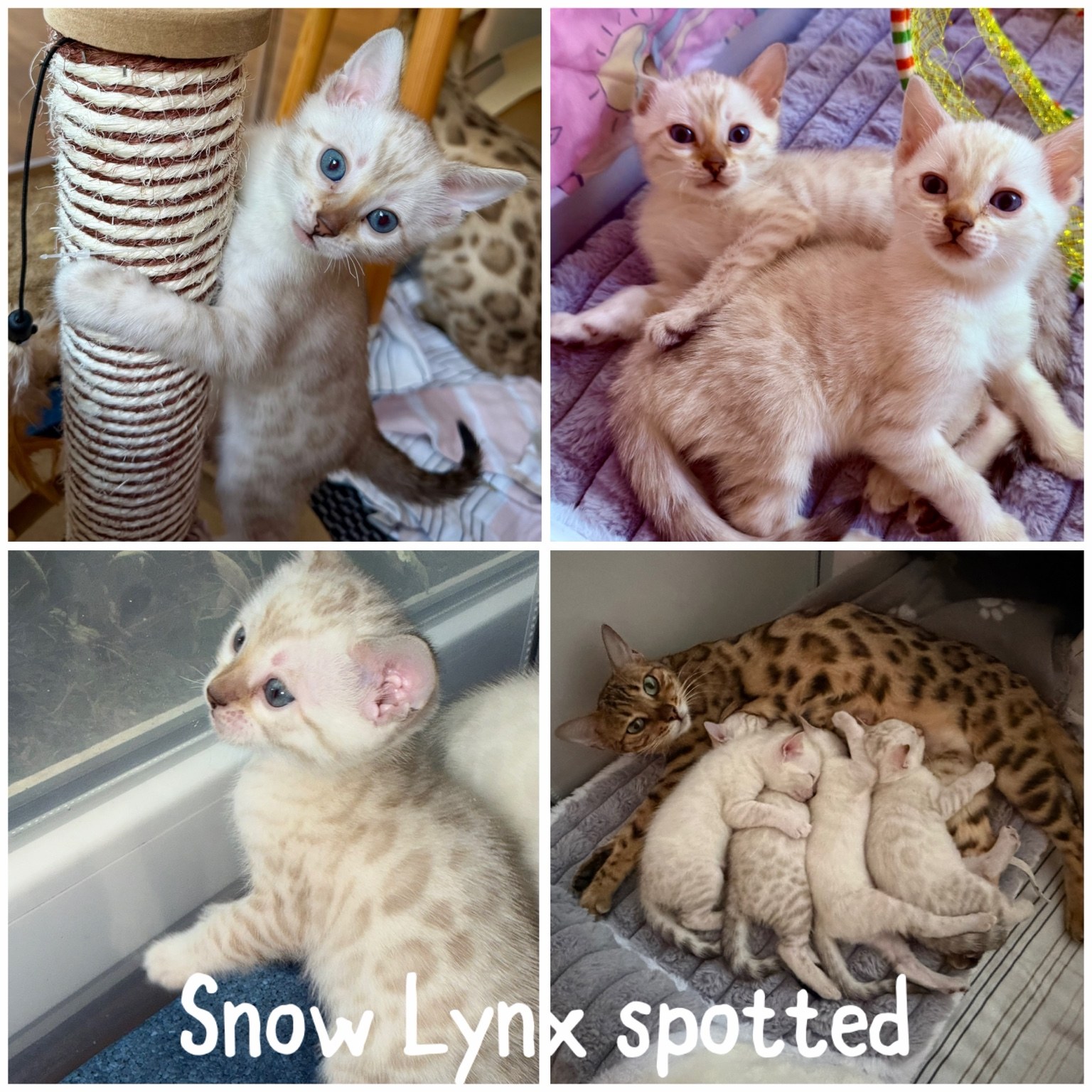 Snow Lynx Spotted
