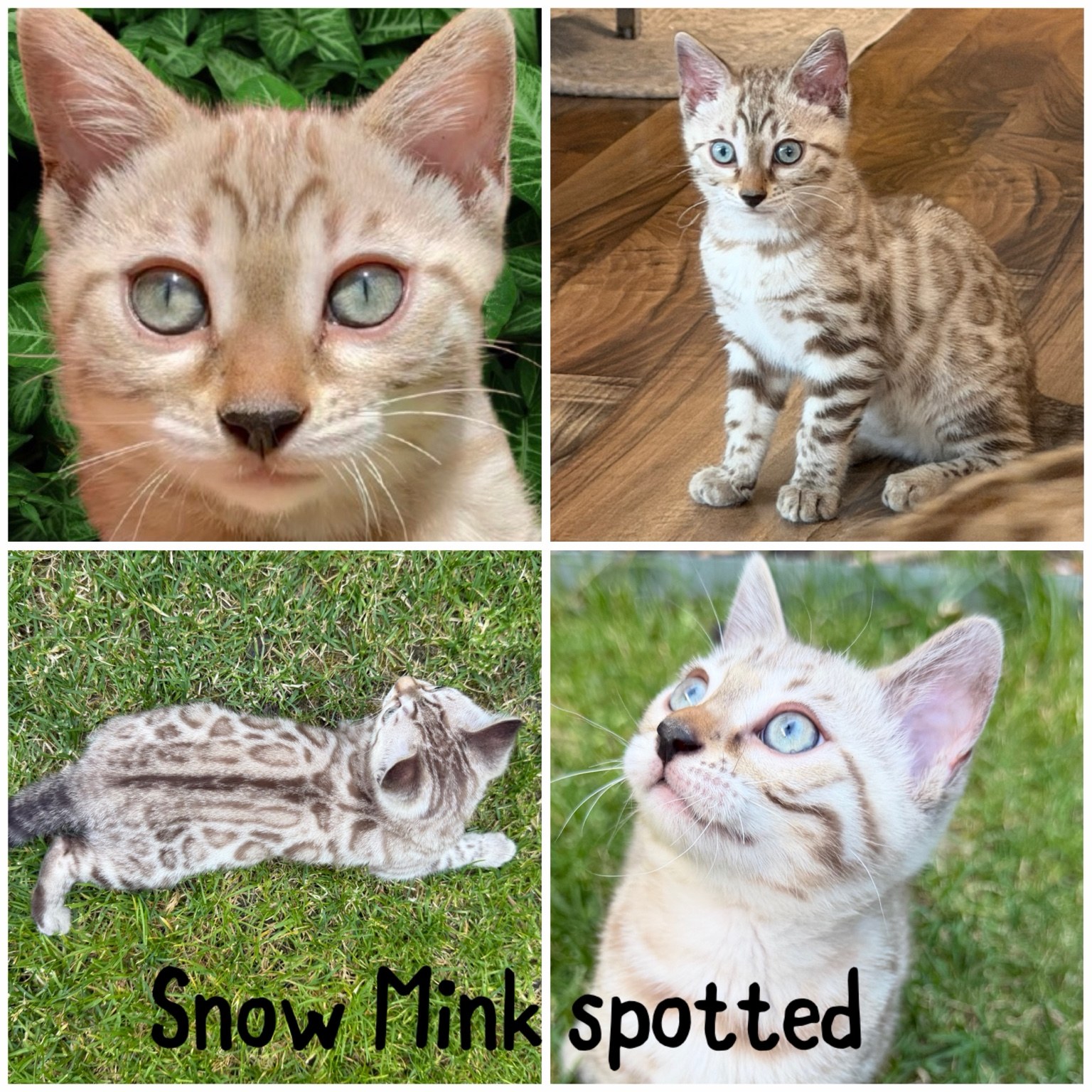 Snow Mink Spotted